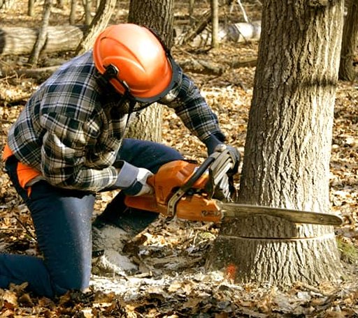 Tree Removal in New Castle, IN